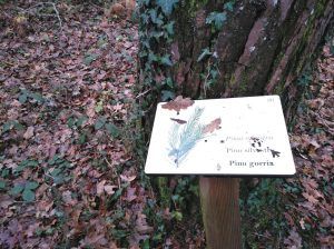 sendero robles milenarios