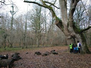 sendero robles milenarios